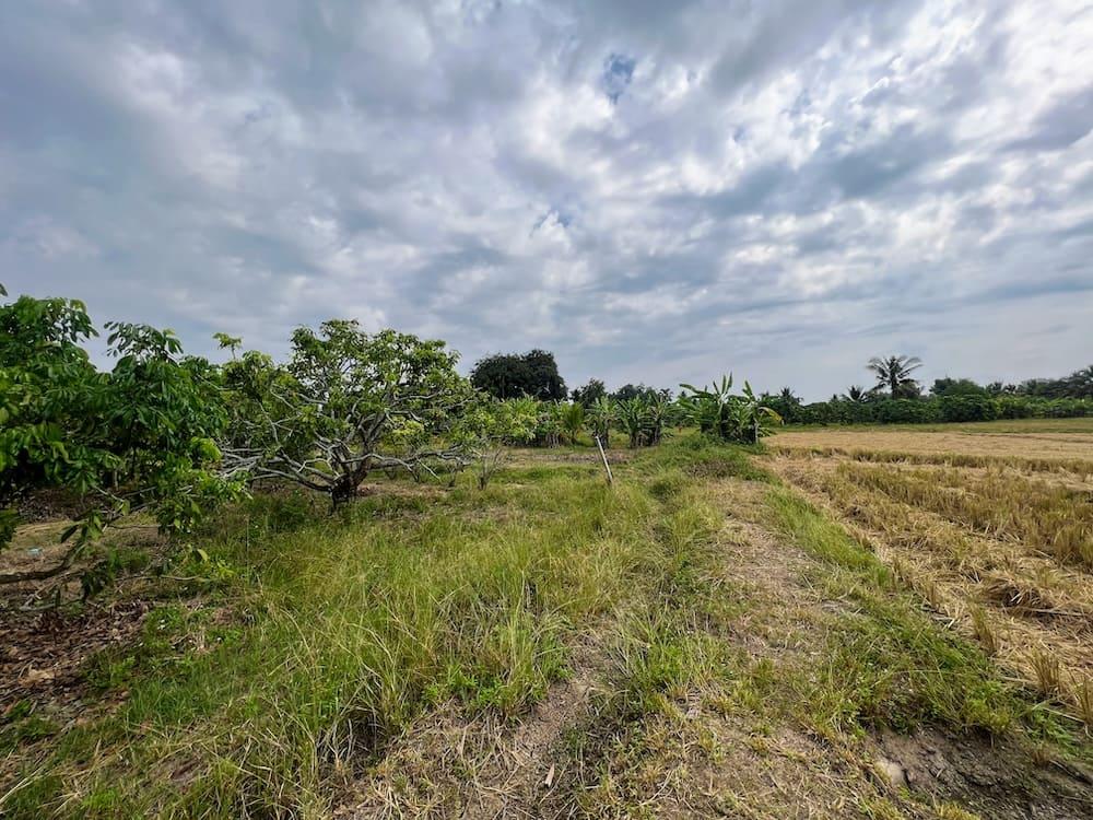 Orchard Smallholding in San Pa Tong — photograph 3