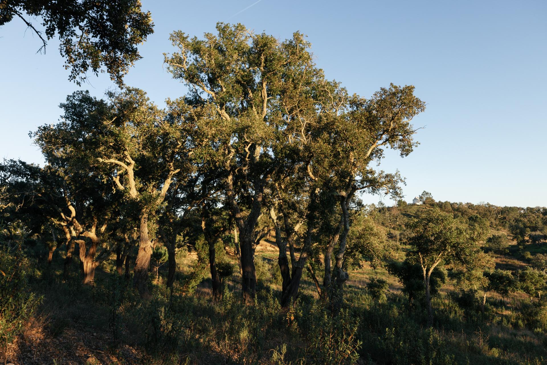 Land in Santiago do Cacém — photograph 2